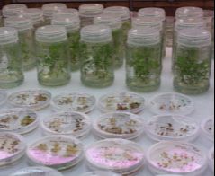 Biotechnologia - Uniwersytet Rolniczy im. Hugona Kołłątaja w Krakowie