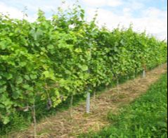 Ogrodnictwo - Uniwersytet Rolniczy im. Hugona Kołłątaja w Krakowie