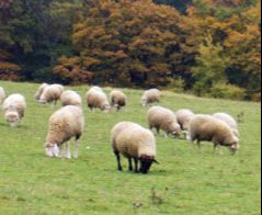 Zootechnika - Uniwersytet Rolniczy im. Hugona Kołłątaja w Krakowie
