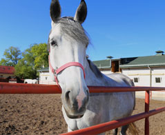 Hodowla i ochrona zwierząt towarzyszących i dzikich - Szkoła Główna Gospodarstwa Wiejskiego w Warszawie