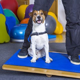 Zoofizjoterapia studia