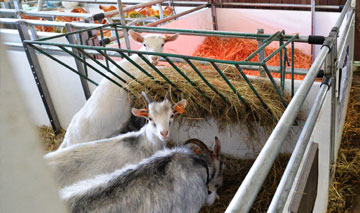 Studia weterynaryjne